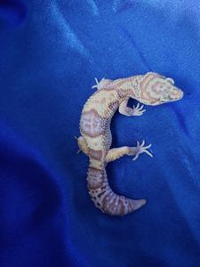 Еублефар Самка