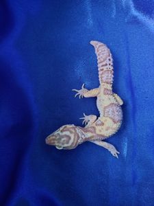 Еублефар Самка