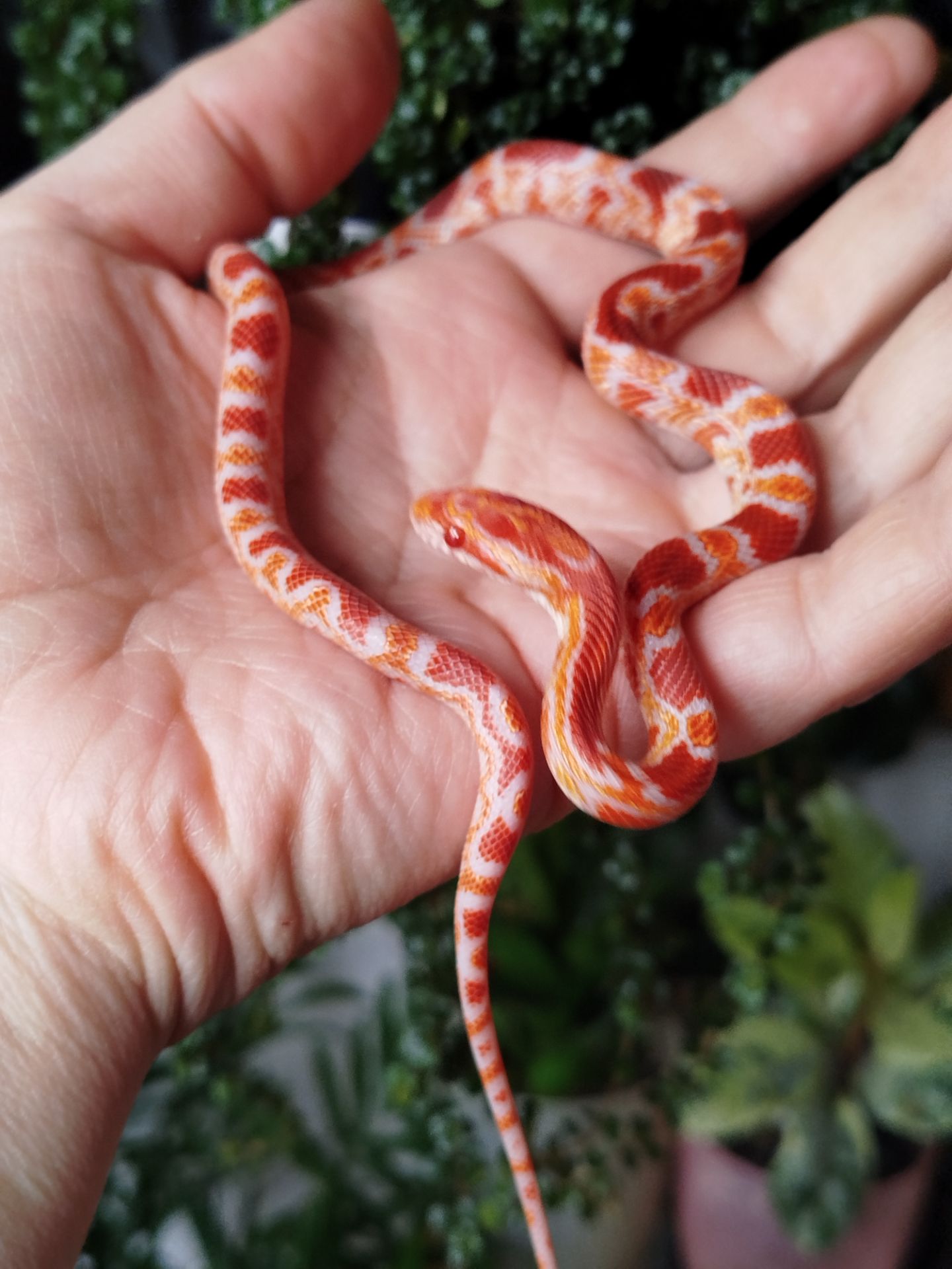 Маисовый полоз. Окити