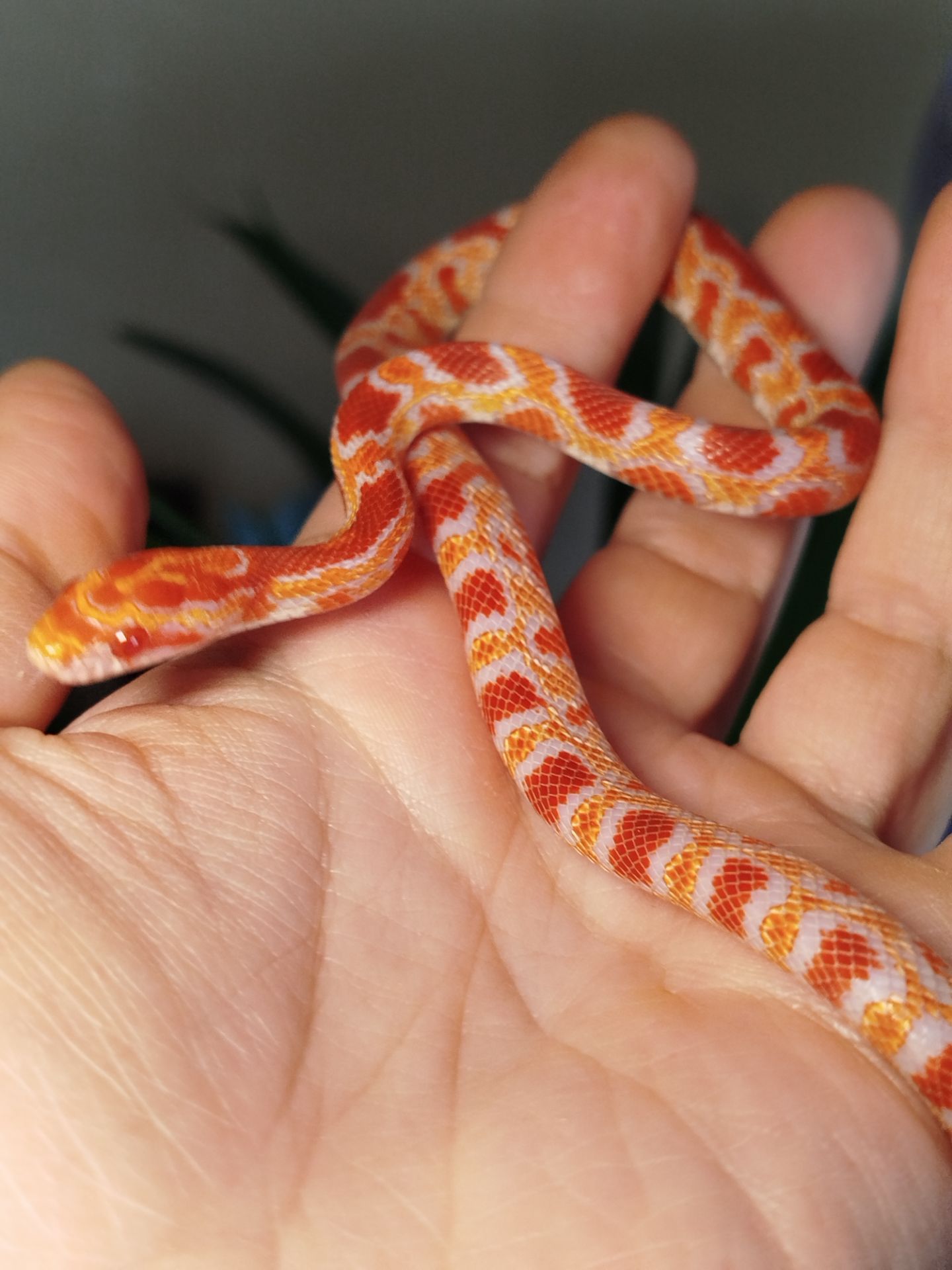 Маисовый полоз. Окити