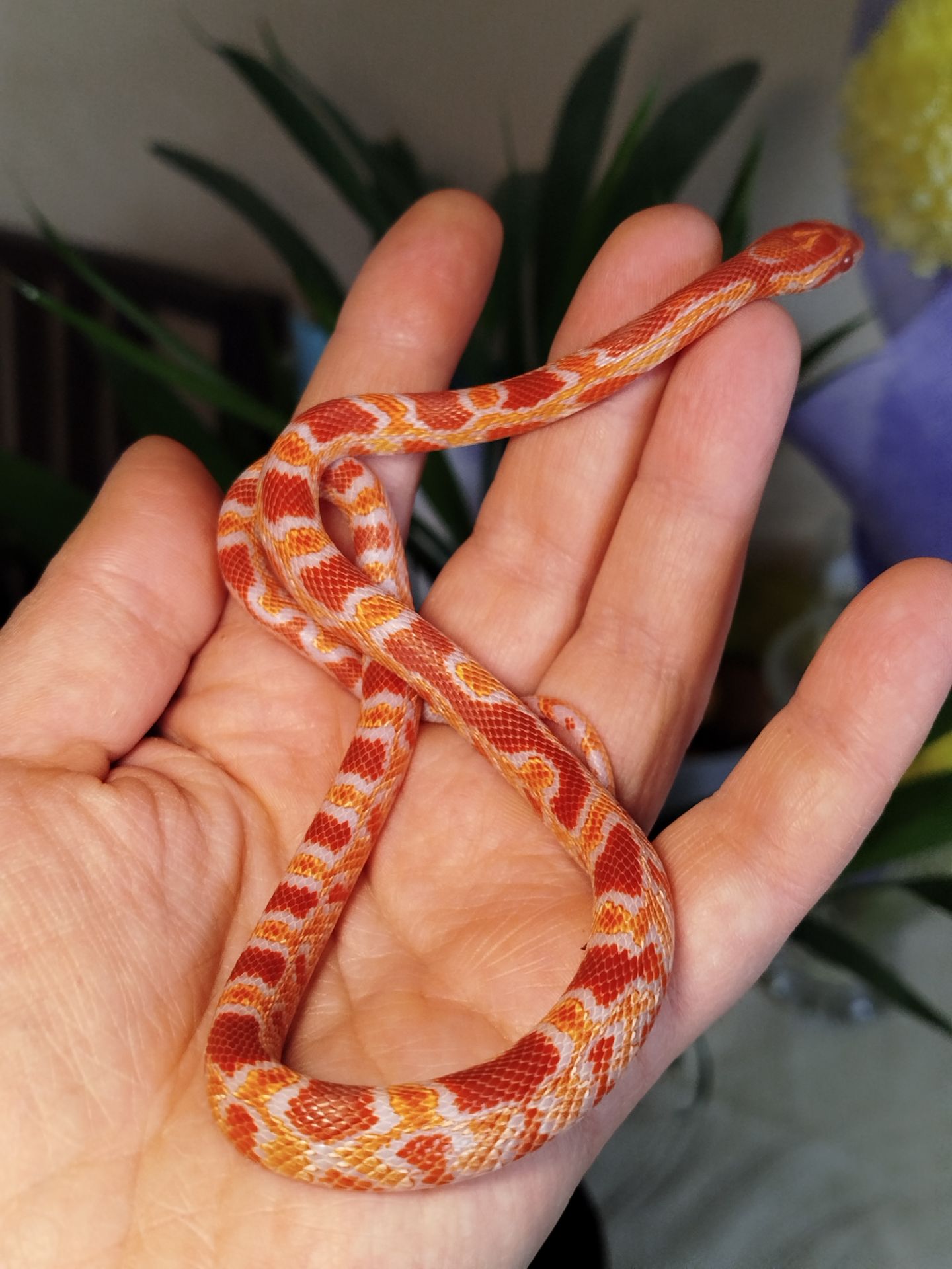 Маисовый полоз. Окити