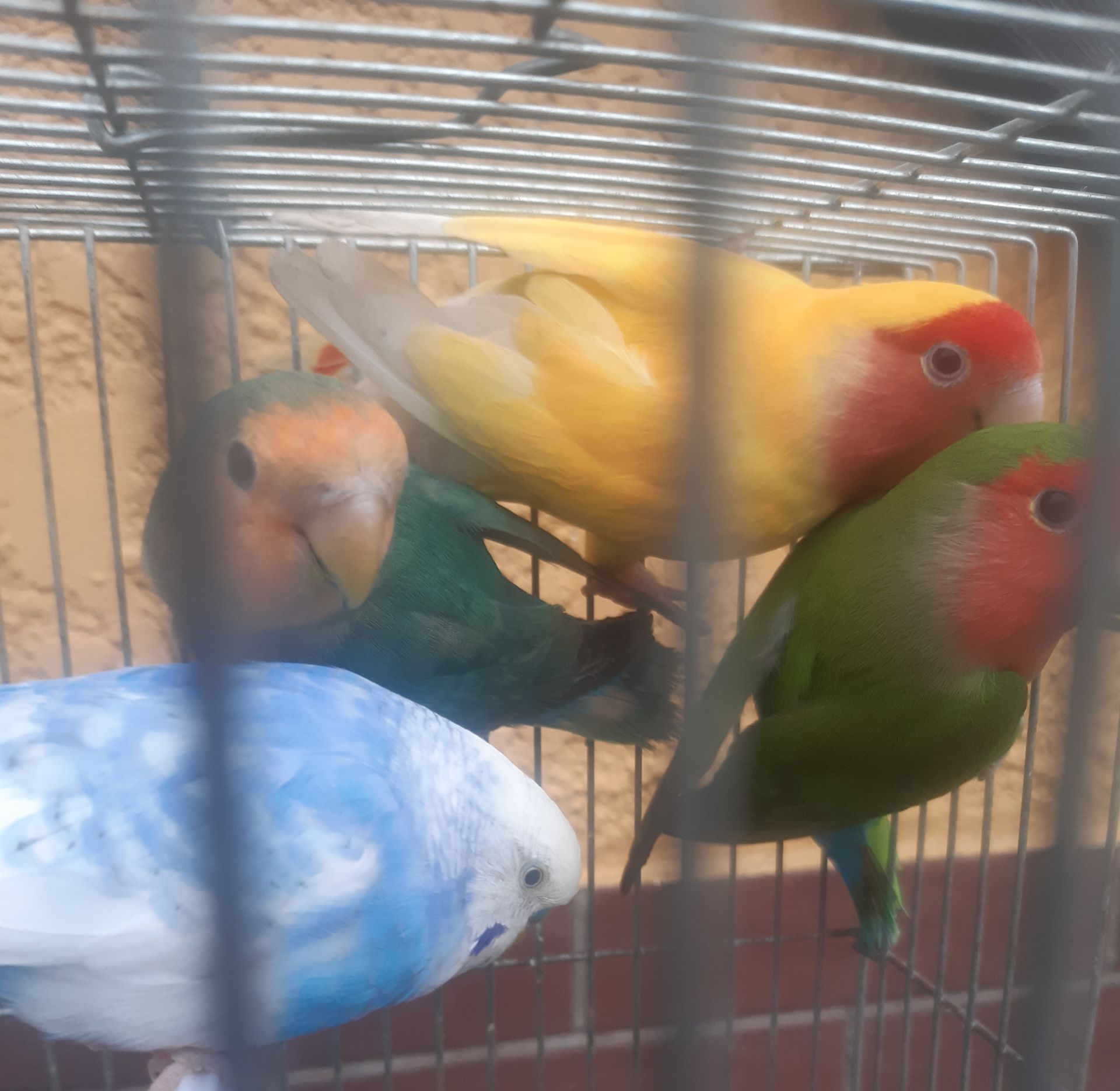 Продам красивых малышей волнистых