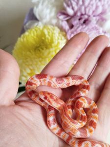 Маисовый полоз. Окити