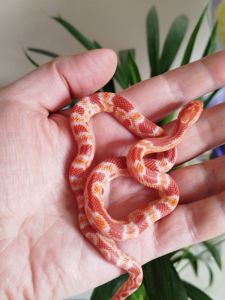 Маисовый полоз. Окити