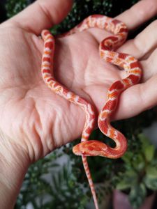 Маисовый полоз. Окити