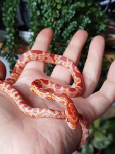 Маисовый полоз. Окити