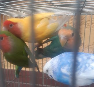 Продам красивых малышей волнистых