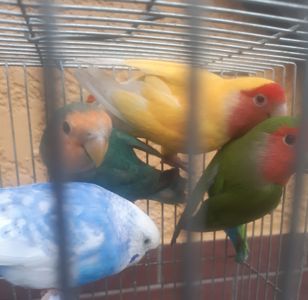 Продам красивых малышей волнистых