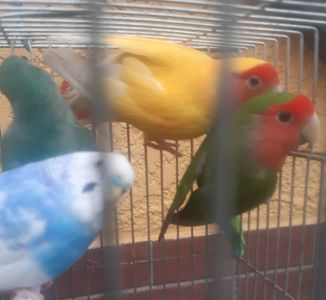 Продам красивых малышей волнистых