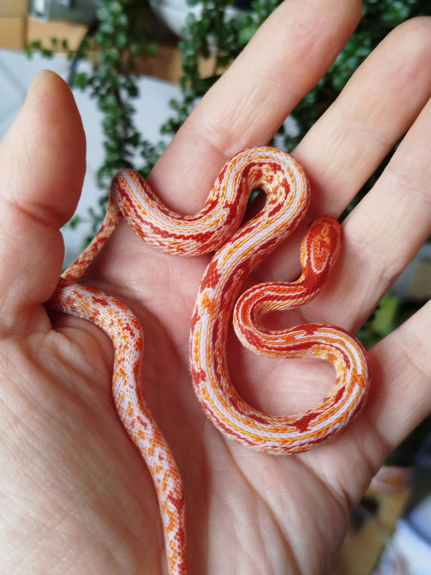 Маисовый полоз