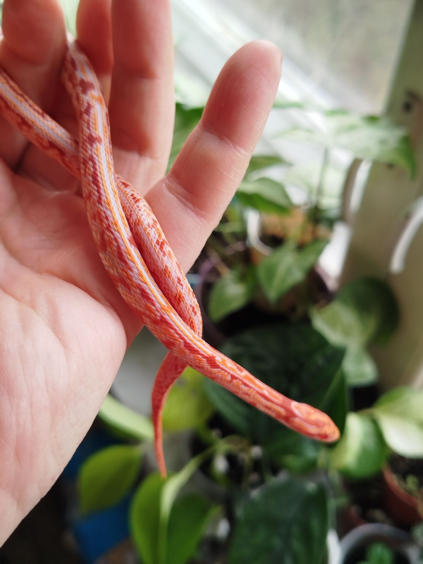 Маисовый полоз