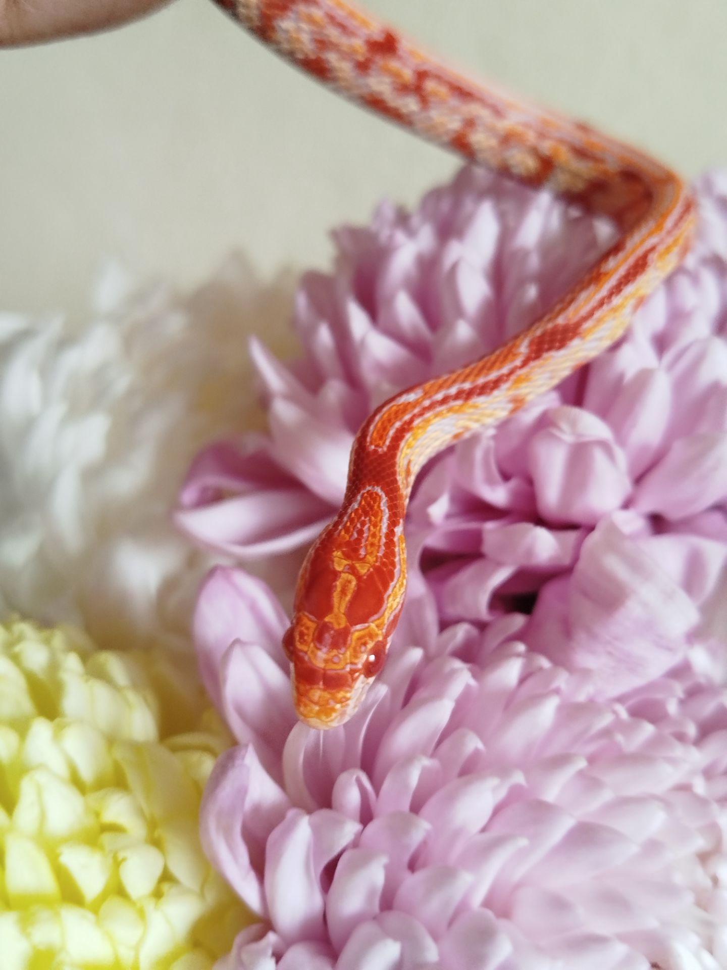 Маисовый полоз