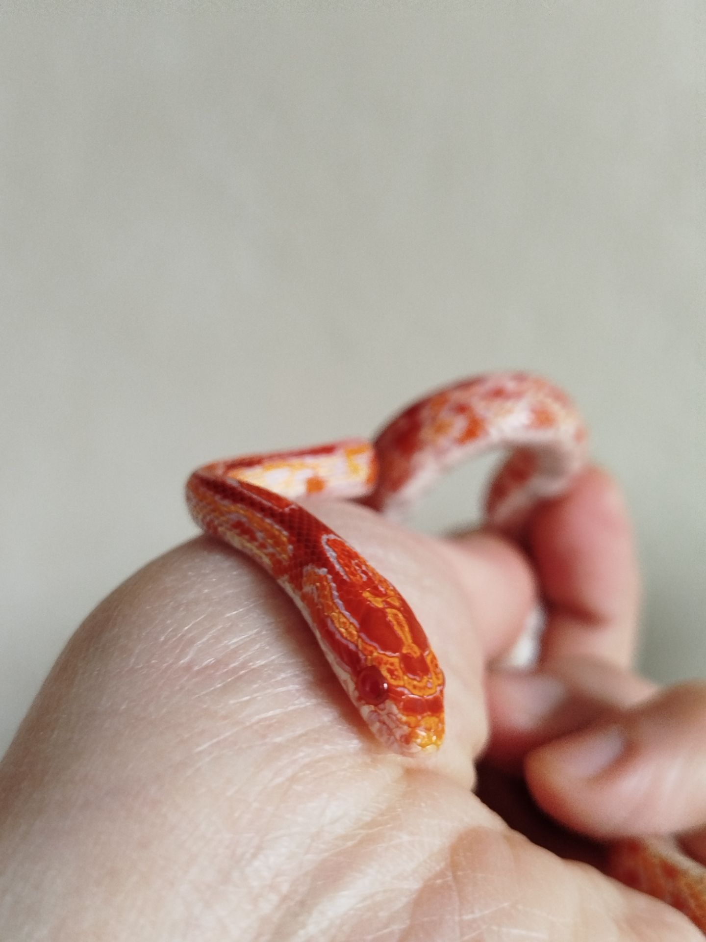 Маисовый полоз