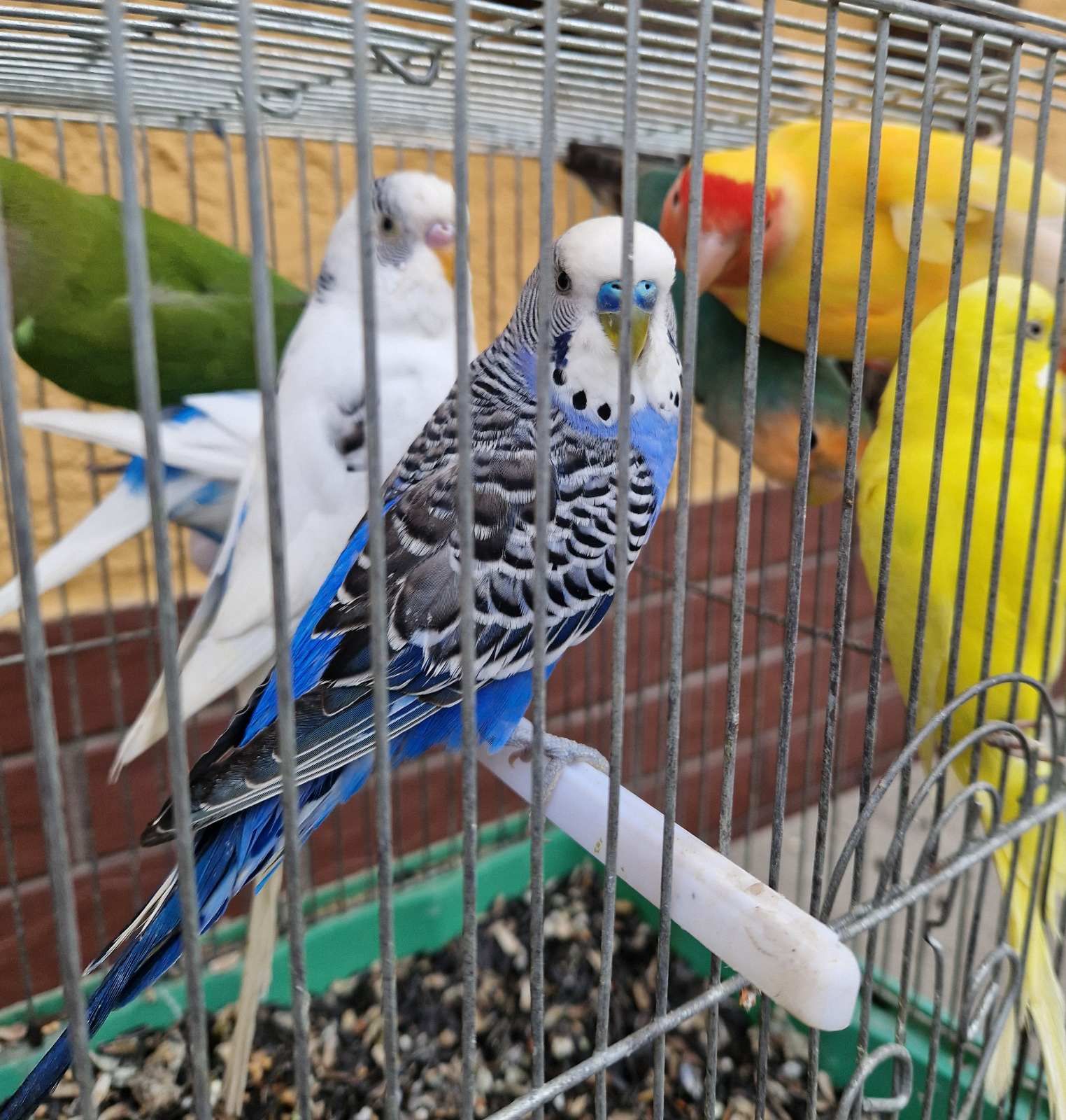 Яркие малыши волнистых