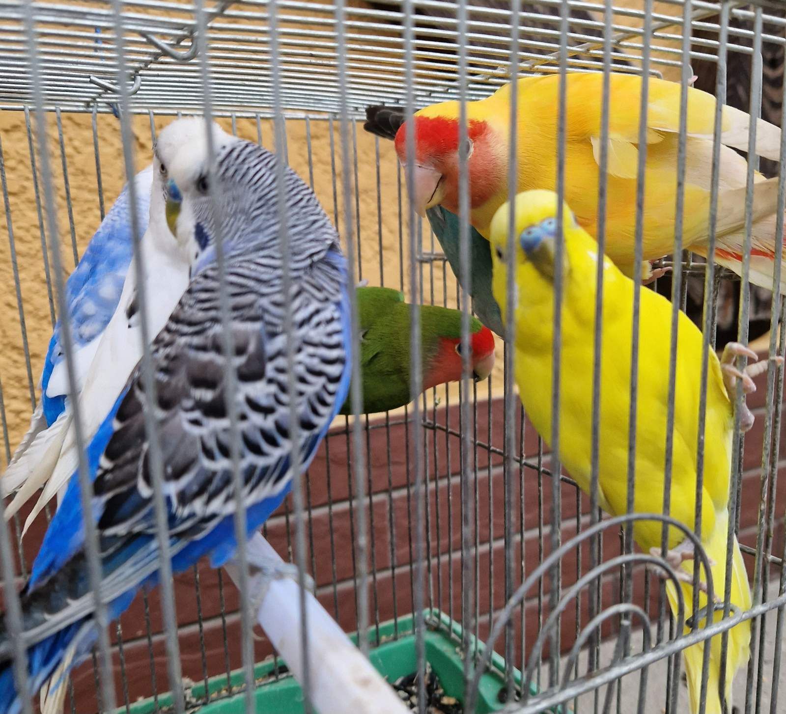 Яркие малыши волнистых