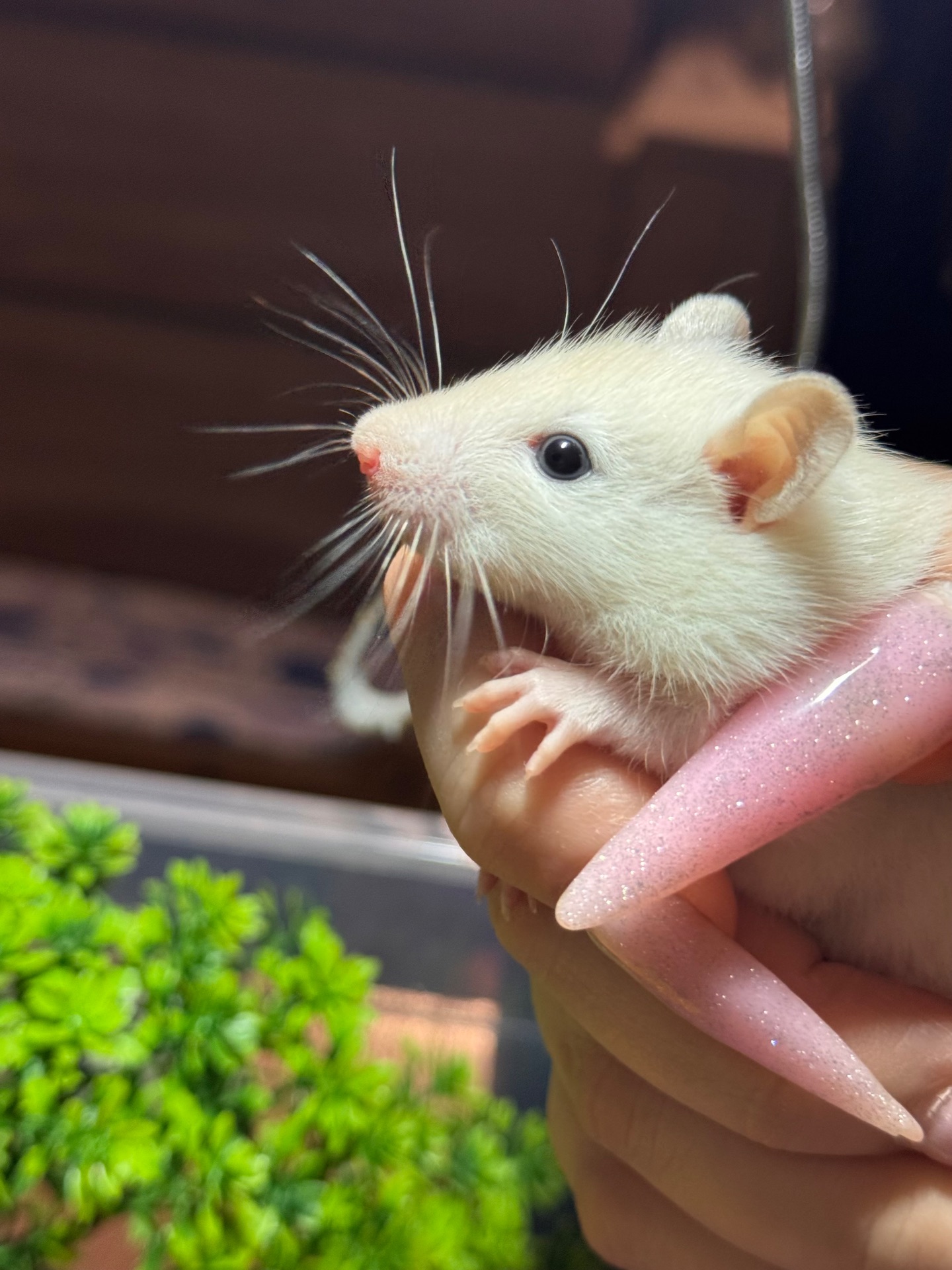 Сиамские крыски, ручные мальчики