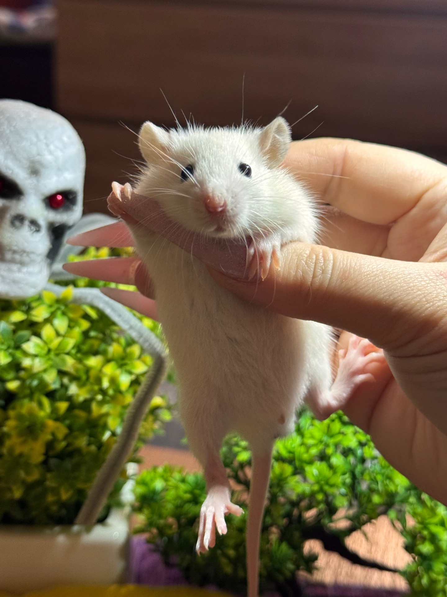 Сиамские крыски, ручные мальчики