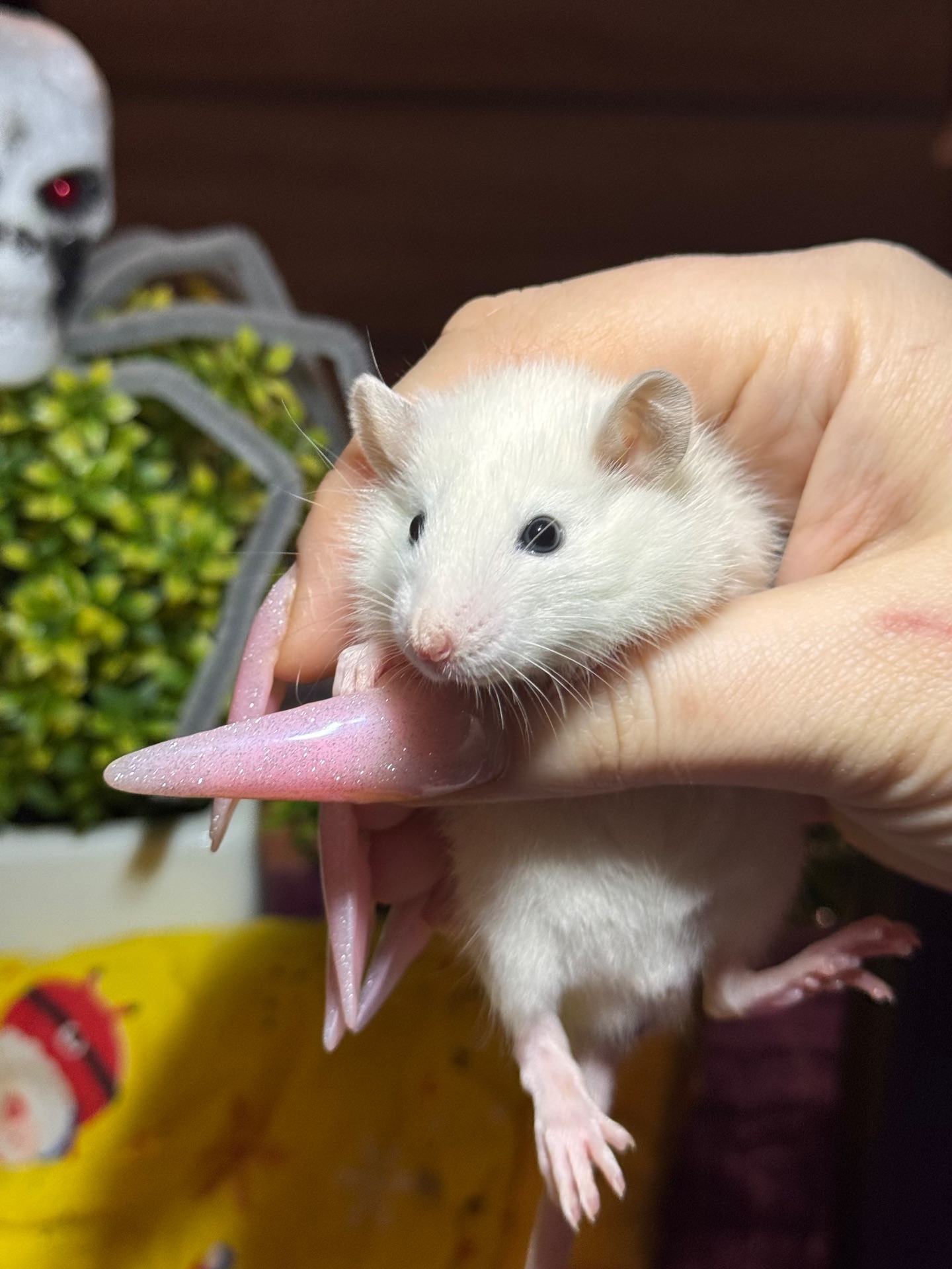 Сиамские крыски, ручные мальчики