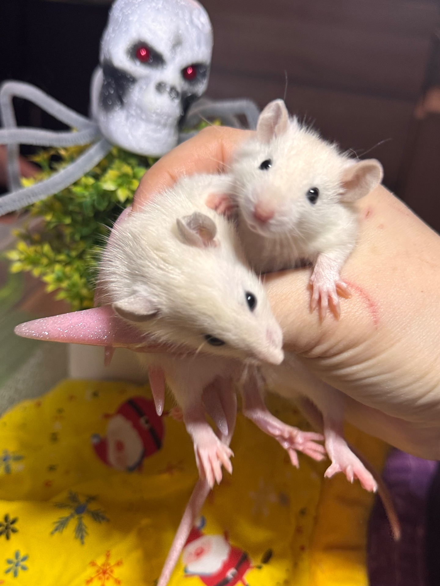 Сиамские крыски, ручные мальчики