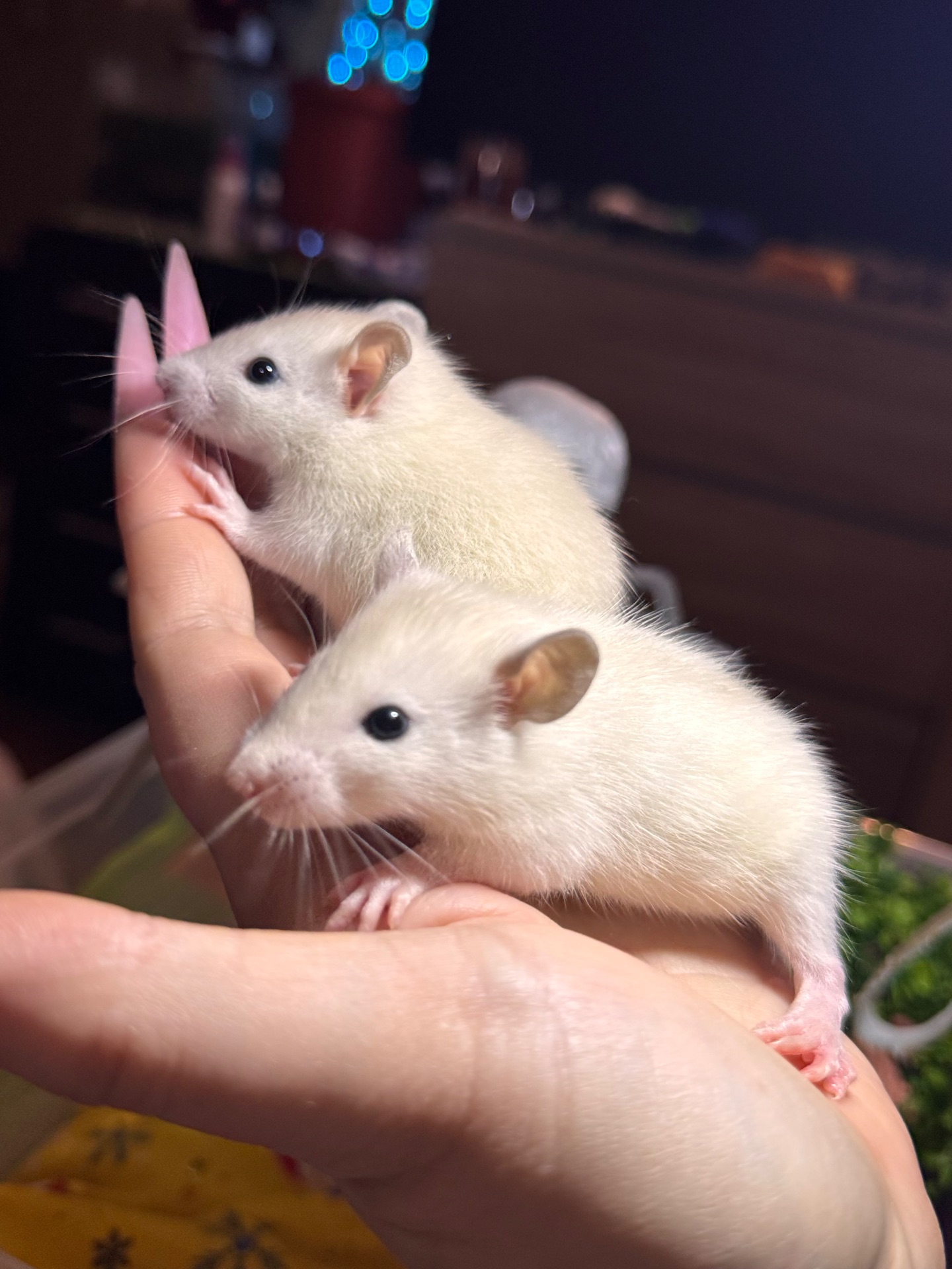 Сиамские крыски, ручные мальчики