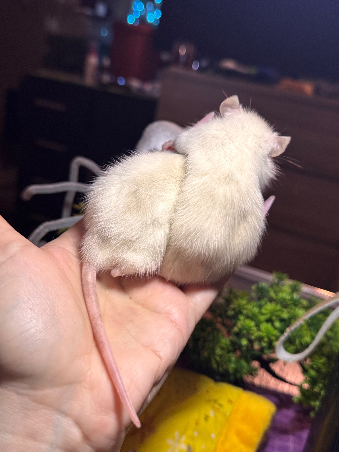 Сиамские крыски, ручные мальчики