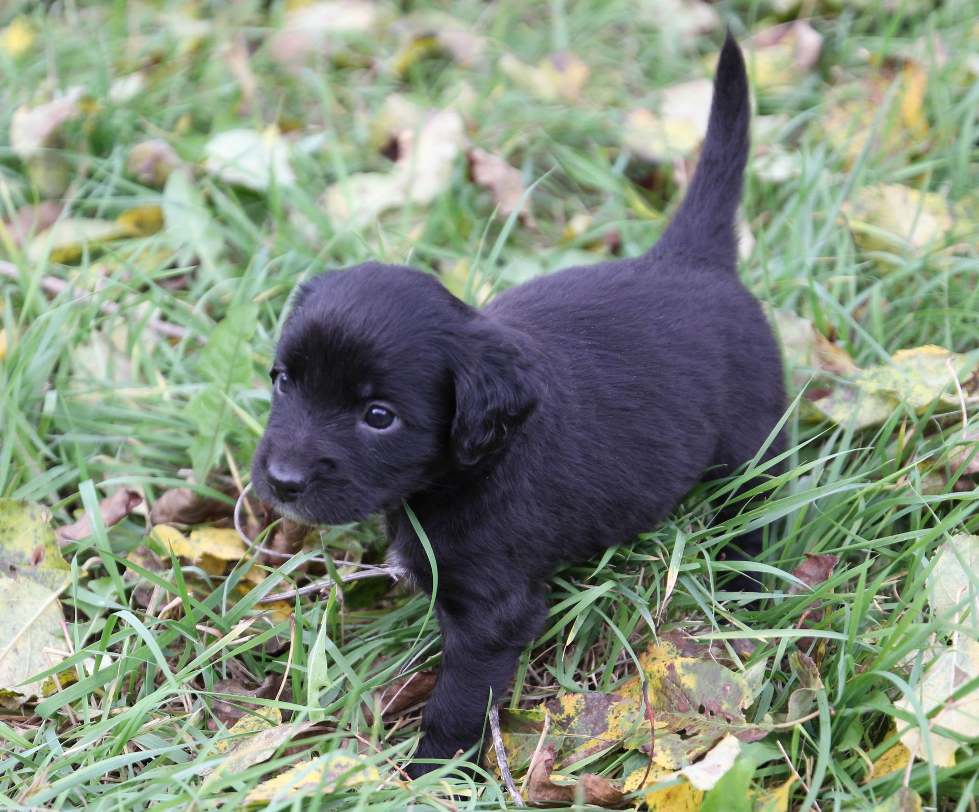 Не просто щеня, а новий член сім'ї!
