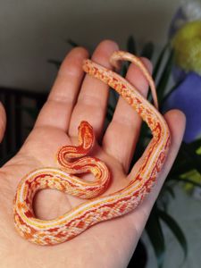 Маисовый полоз