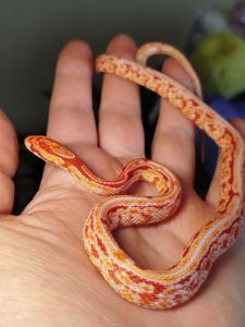 Маисовый полоз