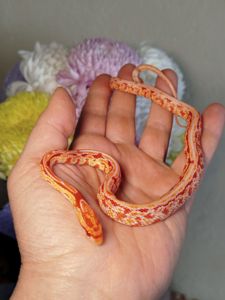 Маисовый полоз