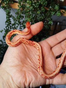 Маисовый полоз