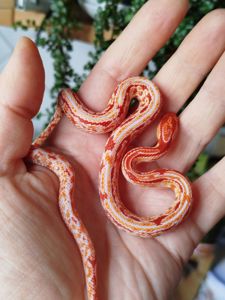 Маисовый полоз