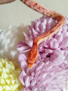 Маисовый полоз