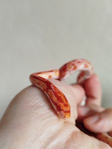 Маисовый полоз