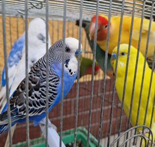 Яркие малыши волнистых