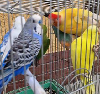 Яркие малыши волнистых