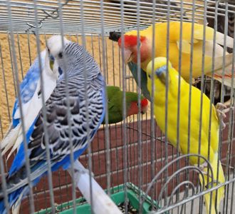 Яркие малыши волнистых