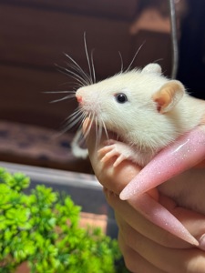 Сиамские крыски, ручные мальчики