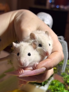 Сиамские крыски, ручные мальчики