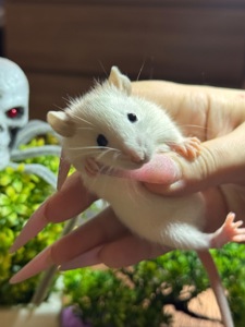 Сиамские крыски, ручные мальчики