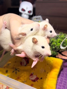 Сиамские крыски, ручные мальчики