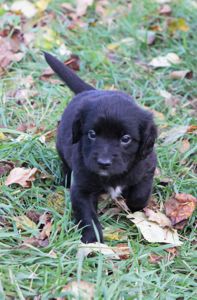 Не просто щеня, а новий член сім'ї!