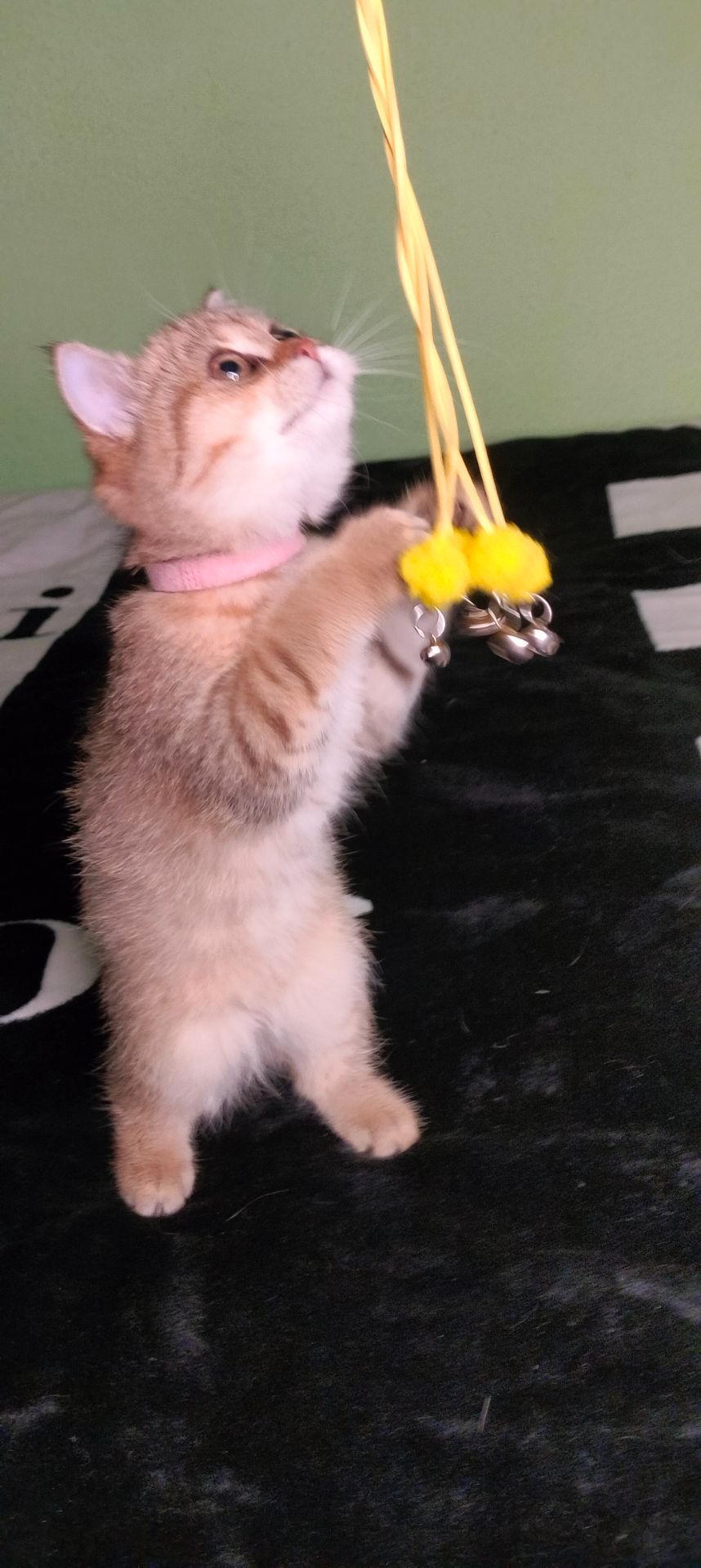 Шотландська Золота Шиншила