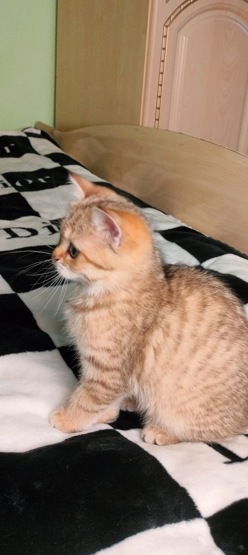 Шотландська Золота Шиншила