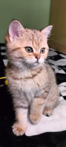 Шотландська Золота Шиншила