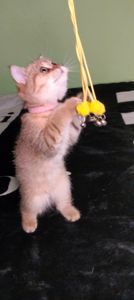 Шотландська Золота Шиншила