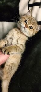 Шотландська Золота Шиншила