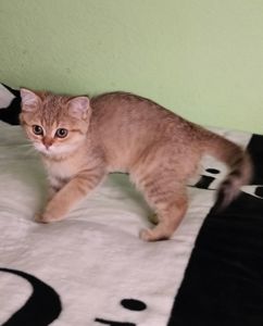 Шотландська Золота Шиншила