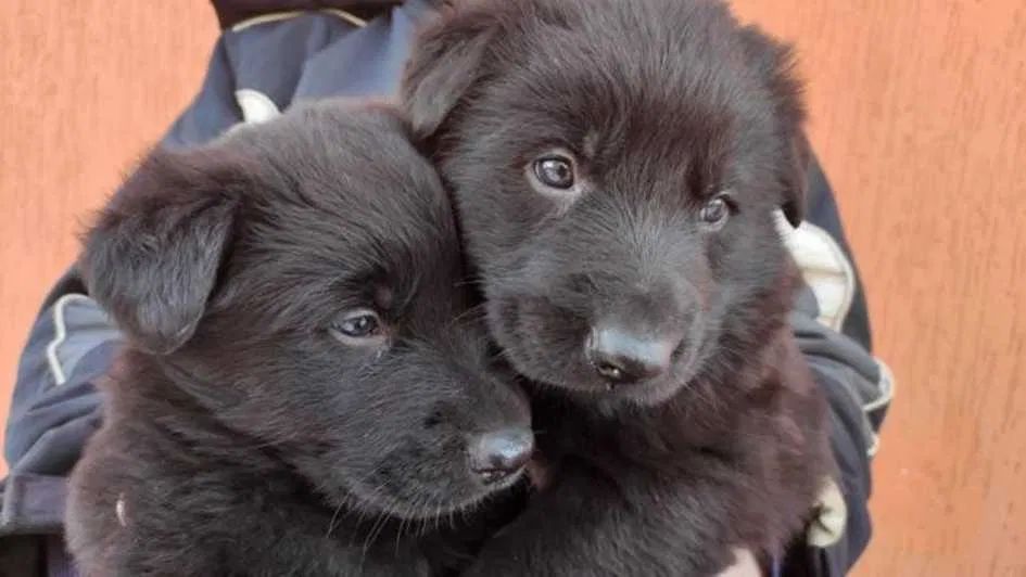 Чистокровні кобелі німецької вівчарки шукають господарів