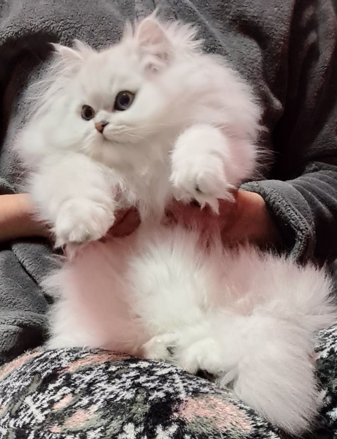 Британська довгошерста