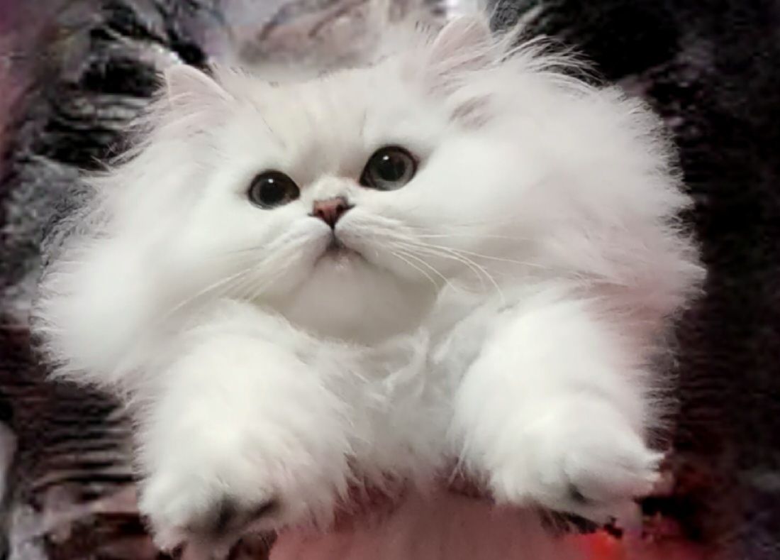 Британська довгошерста